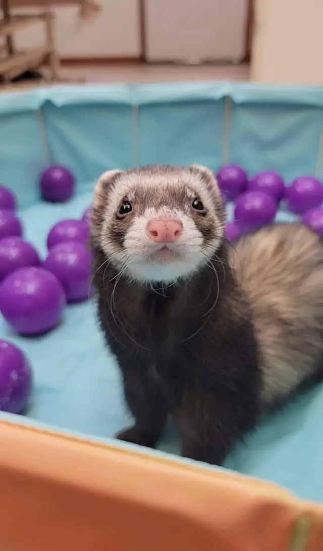 A ferret guest in a purple ball pit at Noah's Pet Motel