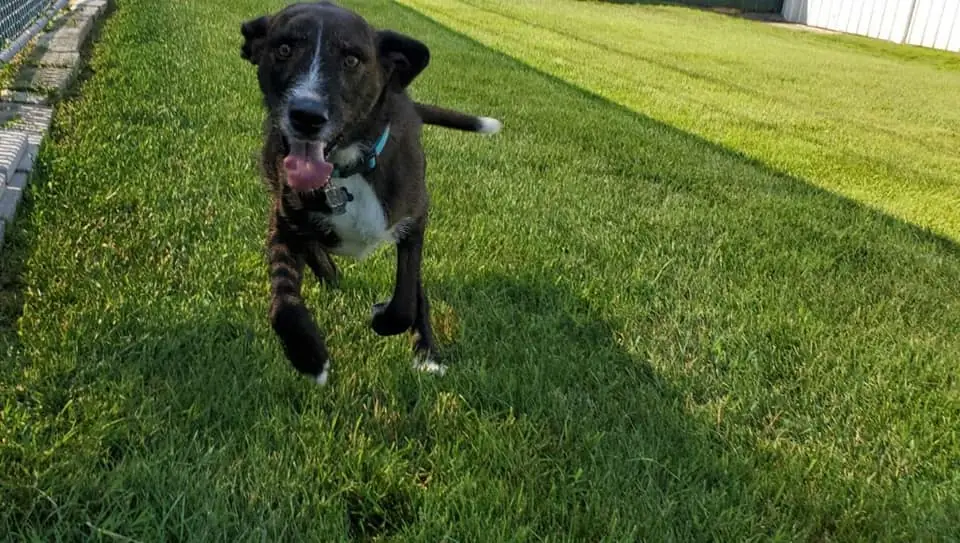 Canine Boarding