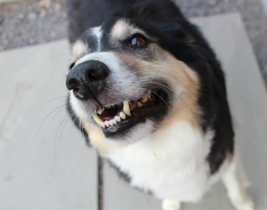 Close-up of a happy dog's grinning face in the outdoor gravel yard