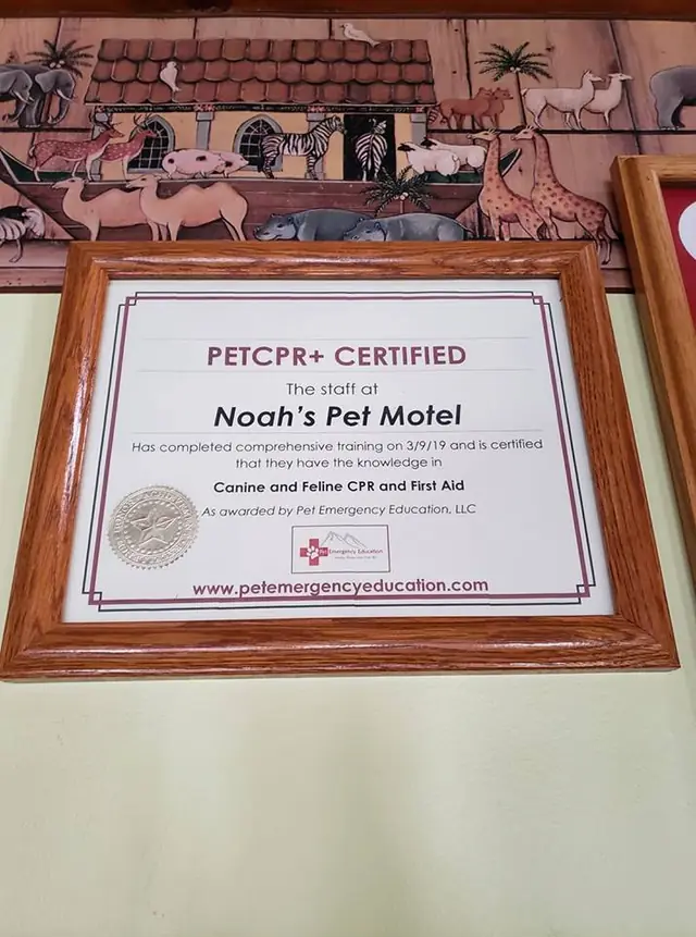 The framed PetCPR+ certificate on the wall at Noah's Pet Motel, dated 3/9/19