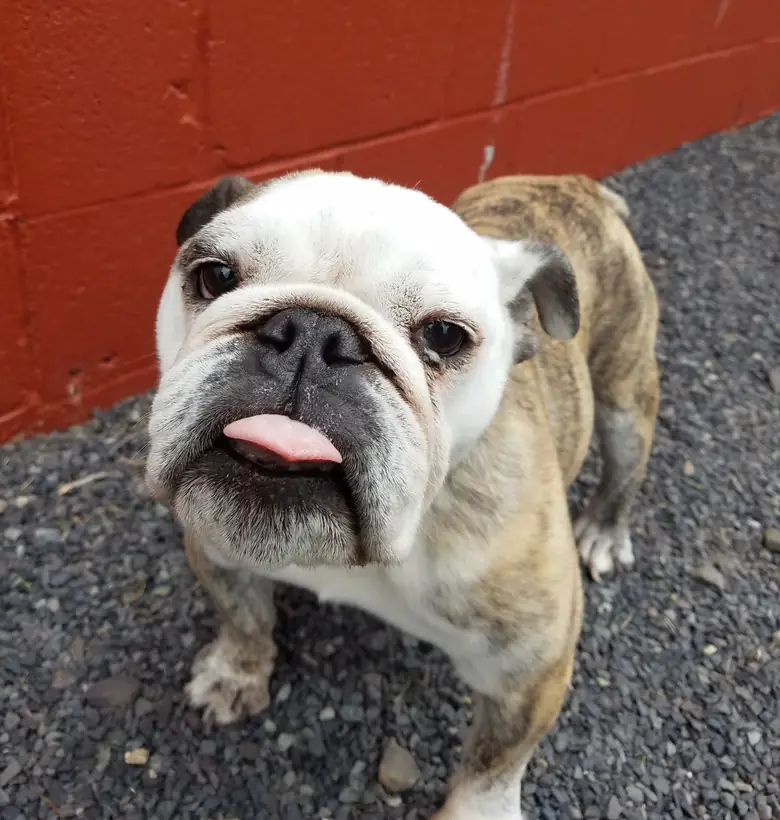 A bulldog in the outdoor gravel yard, in front of a red painted wall