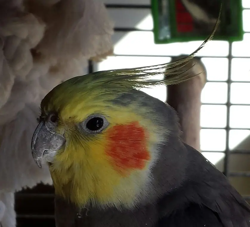 A cockatiel guest in a cage at Noah's Pet Motel