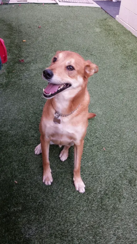 A dog sitting on the artificial turf outdoor patio at Noah's Pet Motel