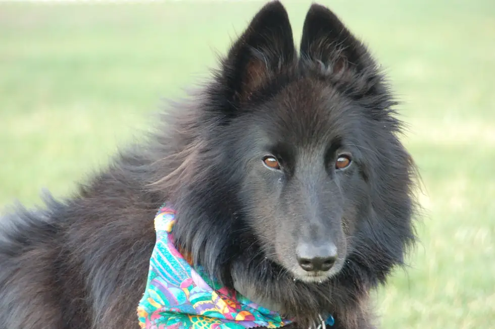 A dog wearing a grooming bandana on the grass field at Noah's Pet Motel