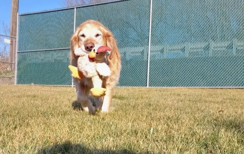 A golden retriever carrying a toy across the fenced grass field at Noah's Pet Motel