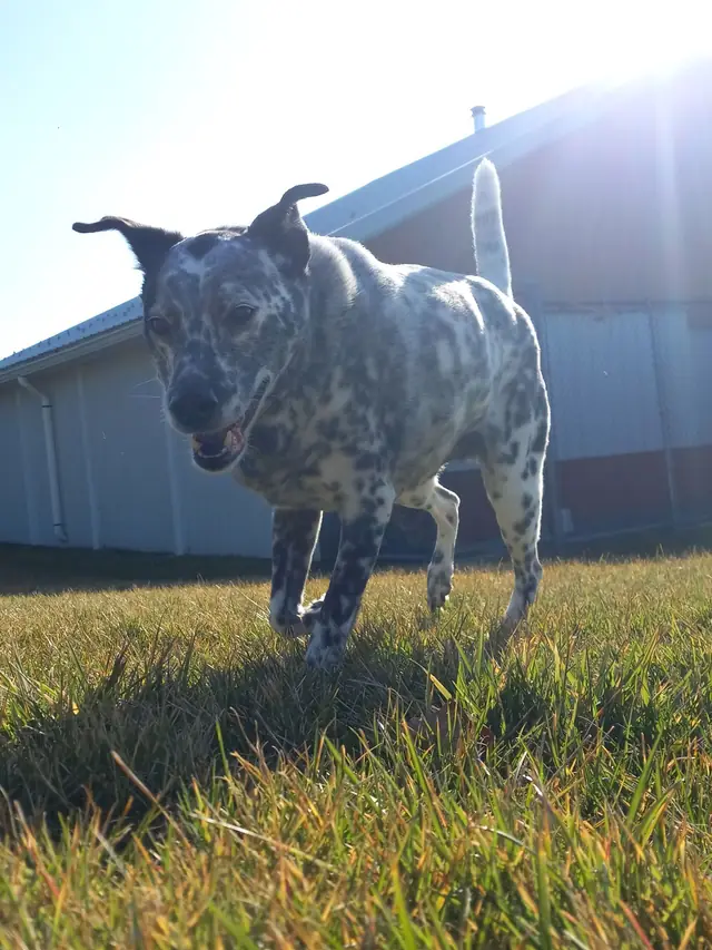 A dog running the grass yard beside the Noah's Pet Motel building