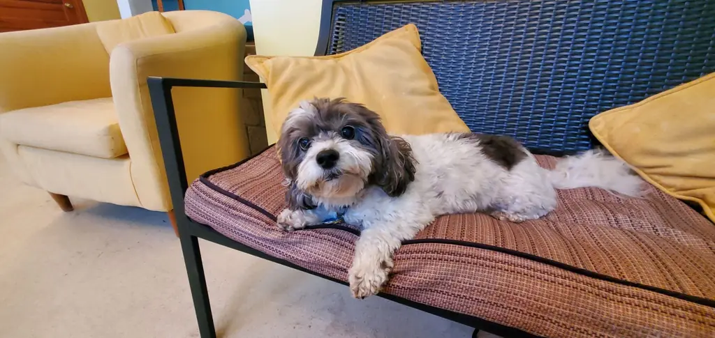 A small dog resting on the cushioned bench in the cuddle parlor at Noah's Pet Motel