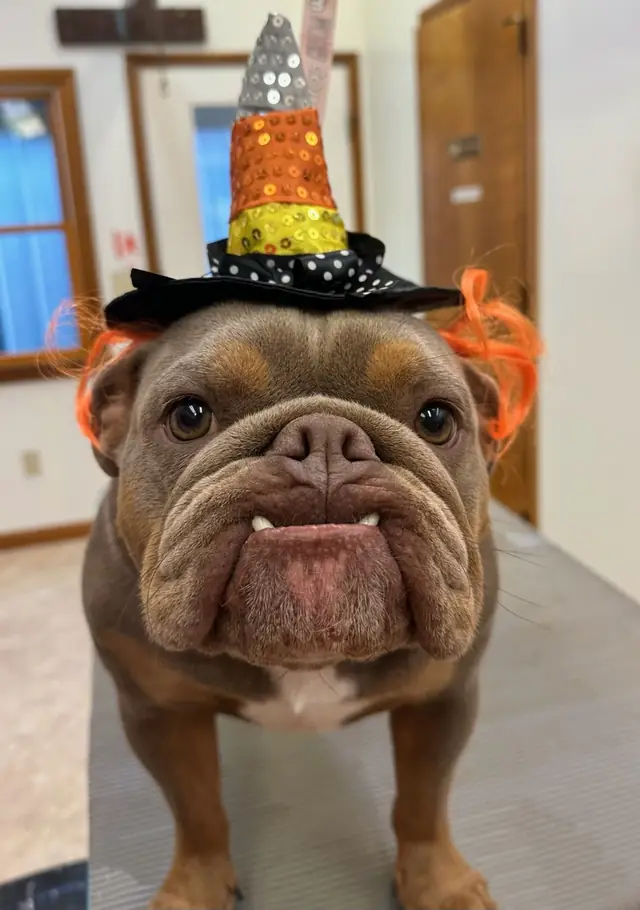 A bulldog wearing a small seasonal hat at Noah's Pet Motel