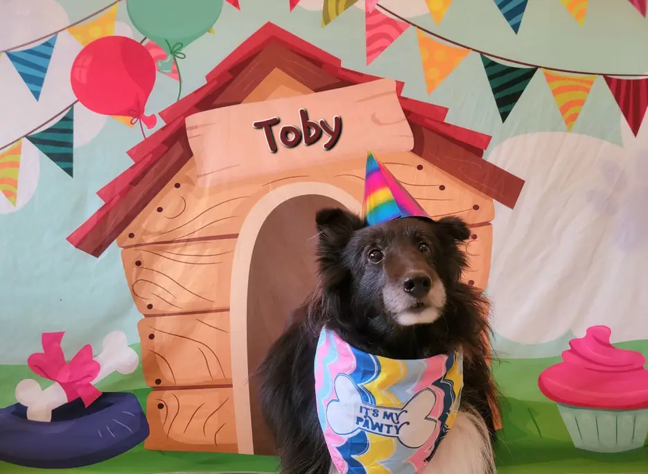 A guest dog at the Birthday Pawty backdrop, wearing a party bandana