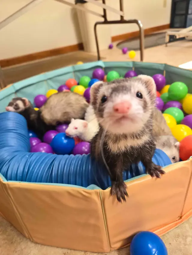 Small and Exotic Pets